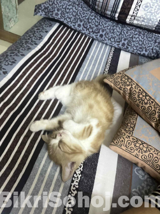 Traditional Short Hair Persian Kitten Male Cat